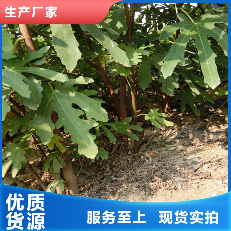 源頭廠家直供，無(wú)花果桃樹(shù)苗支持來(lái)圖定制，網(wǎng)絡(luò)銷售開(kāi)啟新篇章